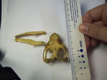 Media type: image;   Herpetology R-4702